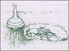 Пещерка с отложенными яйцами медведки